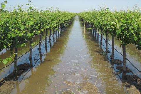 Vineyard flooding